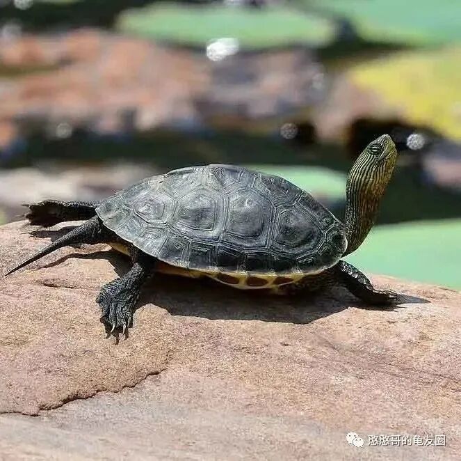 花龟是什么龟？花龟是什么品种