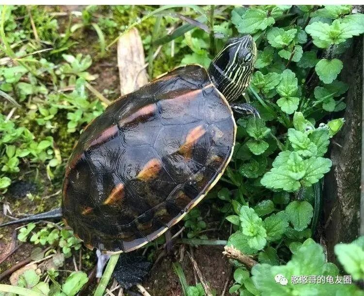 花龟是什么龟？花龟是什么品种