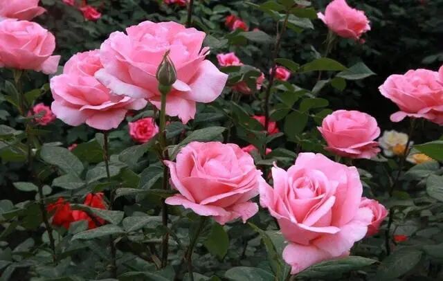 玫瑰什么时候开花(网络配图 侵删)玫瑰花是一种有新枝开花的植物,这