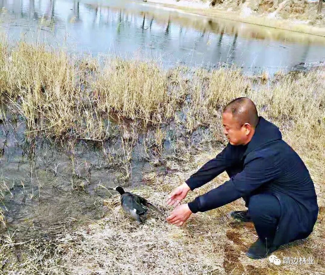 暖心国家三有鸟在靖边被救助放生