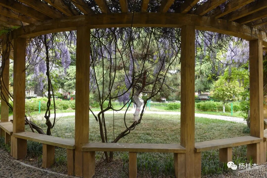 守护甜心之紫藤花语 千奈藤樱 小说_紫藤花语歌谱基督教歌_紫藤花寓意及花语