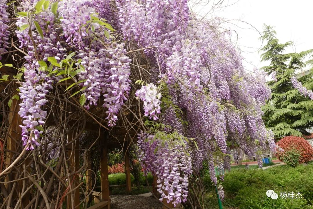 紫藤花寓意及花语_紫藤花语歌谱基督教歌_守护甜心之紫藤花语 千奈藤樱 小说