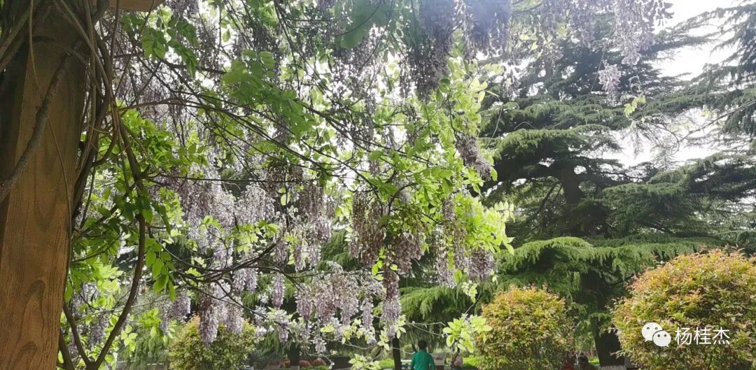 紫藤花寓意及花语_紫藤花语歌谱基督教歌_守护甜心之紫藤花语 千奈藤樱 小说