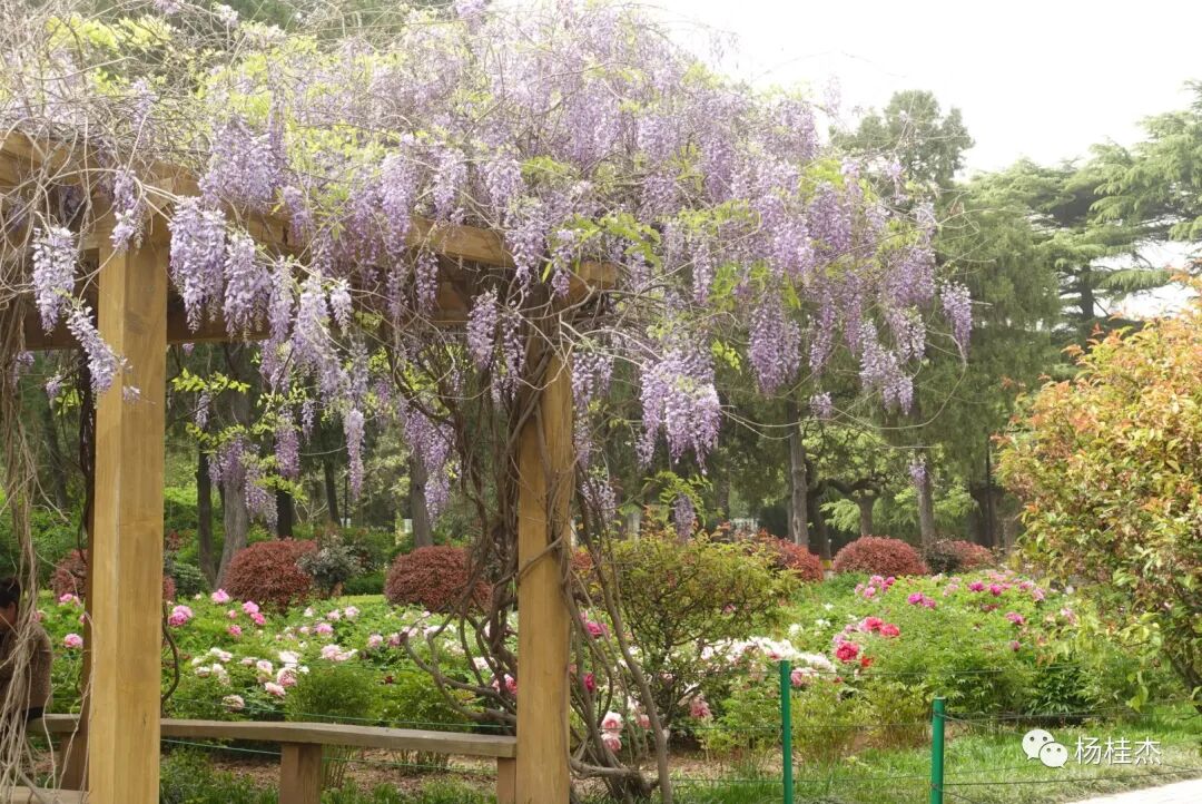 紫藤花语歌谱基督教歌_守护甜心之紫藤花语 千奈藤樱 小说_紫藤花寓意及花语