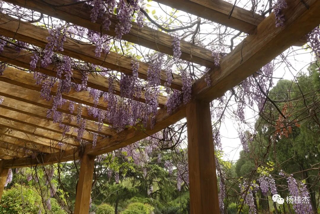 紫藤花寓意及花语 “羊眼”之春天随拍（十三）紫藤花