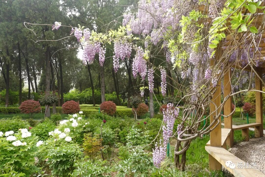 紫藤花寓意及花语_紫藤花语歌谱基督教歌_守护甜心之紫藤花语 千奈藤樱 小说