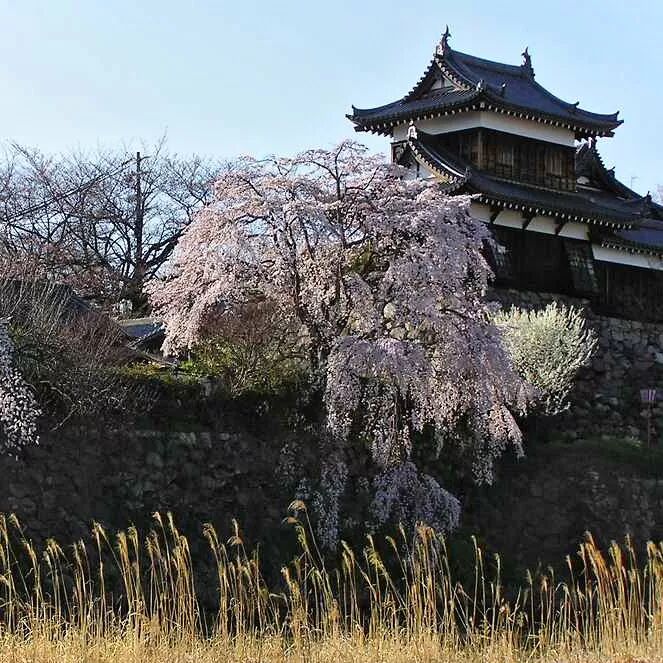 日本怎样学习唐朝 这里是最好的见证 文史宴 文史宴 微信公众号文章阅读 Wemp