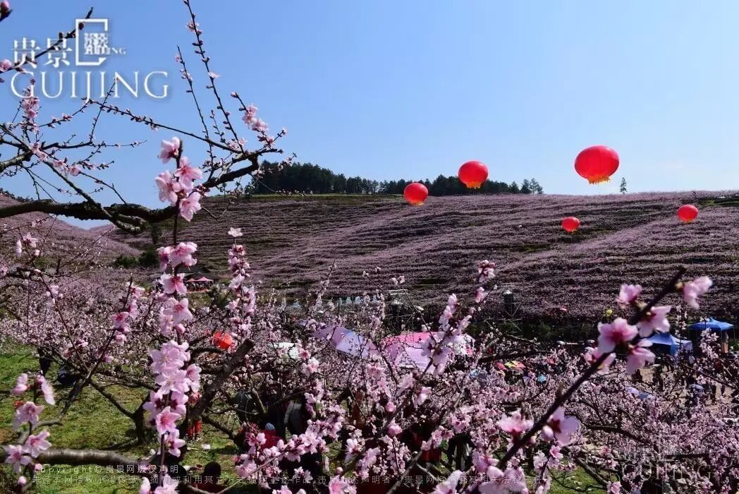 岑巩举办桃花节创"桃色经济",接待游客12万余人次,创收8000余万元