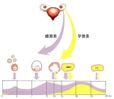 孕酮低危险性大吗_危险低周孕酮低怎么办_孕酮低最危险的第几周