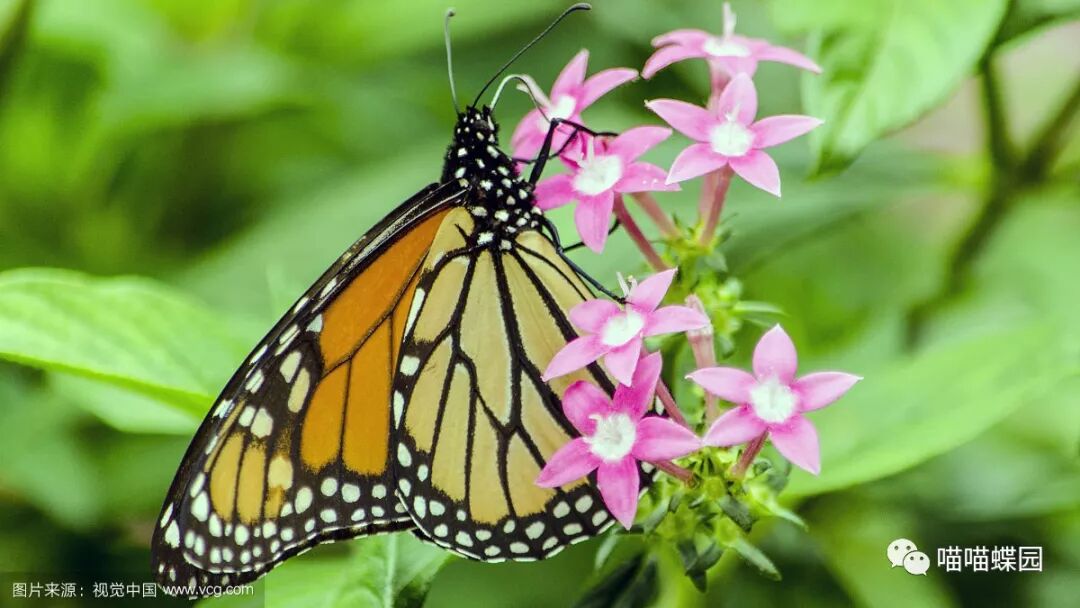11 03 11 04昆虫里的超级旅行家 帝王蝶 主题课 番禺祈福新村 喵喵蝶园 微信公众号文章阅读 Wemp
