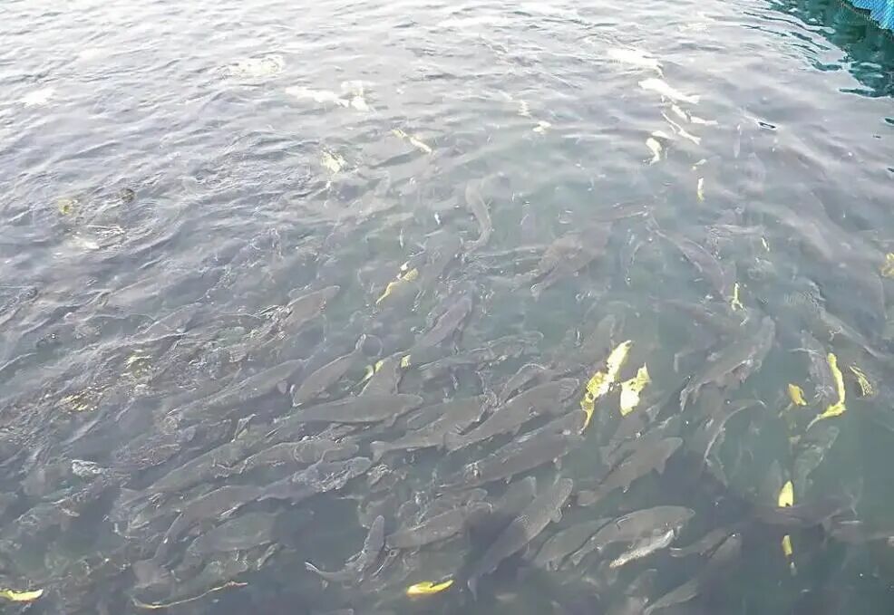 秋冬養(yǎng)殖如何高效“氧”魚？從水質(zhì)監(jiān)測開始！