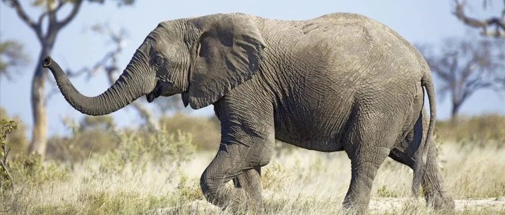 音频科普丨大象：长鼻子上有10万块肌肉