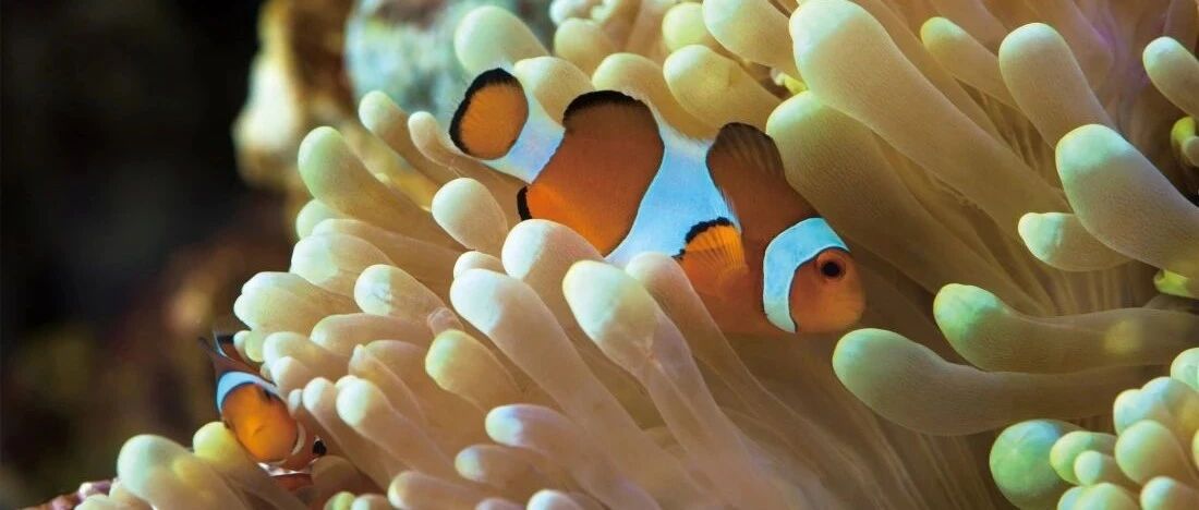 音频科普丨小丑鱼和海葵