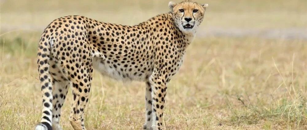 音频科普丨猎豹：浑身斑点的“短跑冠军”