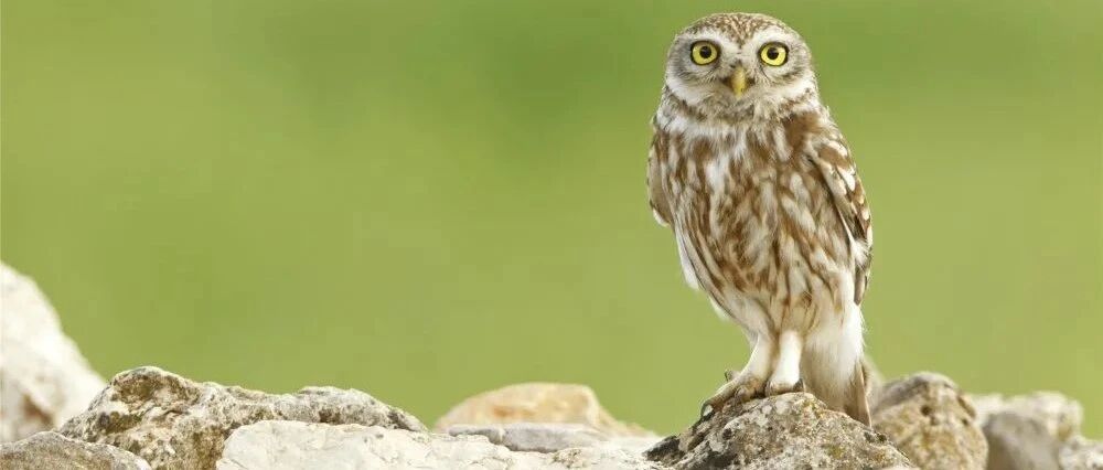 音频科普丨猫头鹰：歪歪脖子，看看世界