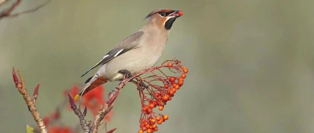 晚安故事丨为什么不可以浪费食物