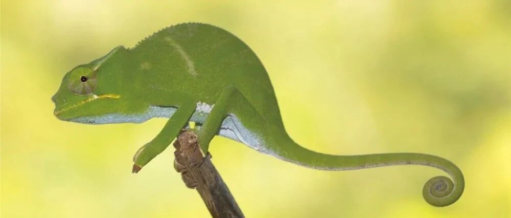 音频科普丨变色龙：高超的伪装大师