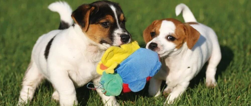 晚安故事丨为什么不可以抢别人的玩具