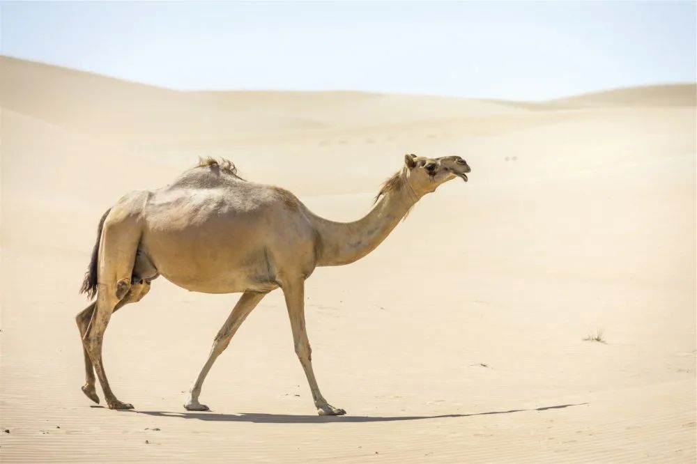 音频科普丨骆驼：炎炎之漠，神奇之舟
