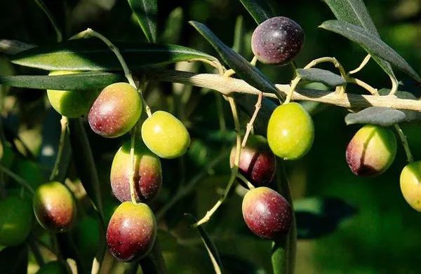 油橄榄叶中橄榄苦苷的抗氧化和抑菌活性研究