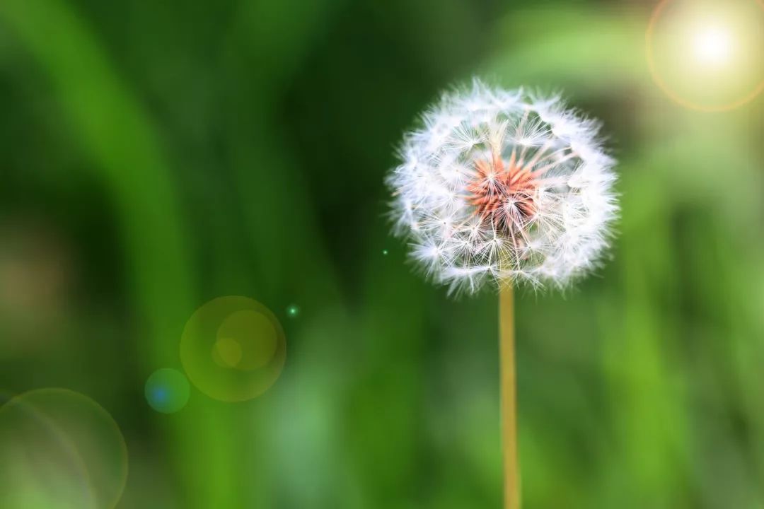 自己千万别用黑枸杞泡水喝_枸杞泡黑了还能喝吗_枸杞泡水黑的好还是红的好