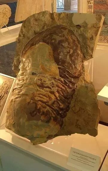 探索自然 三叶虫 地球上最先进化出眼睛的动物 福建省科技馆 微信公众号文章阅读 Wemp