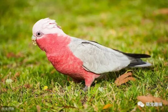 国内罕见粉色玄凤鹦鹉 你肯定没有见过 其实它叫 粉红巴丹 财经新闻