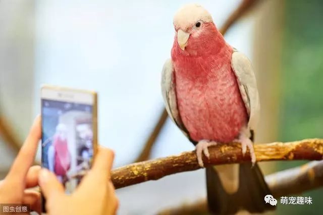 国内罕见粉色玄凤鹦鹉 你肯定没有见过 其实它叫 粉红巴丹 财经新闻