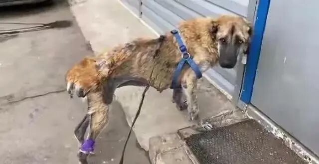 一只繁殖犬的悲哀一生 生育到子宫脱落体外 谁来拯救它 全网搜