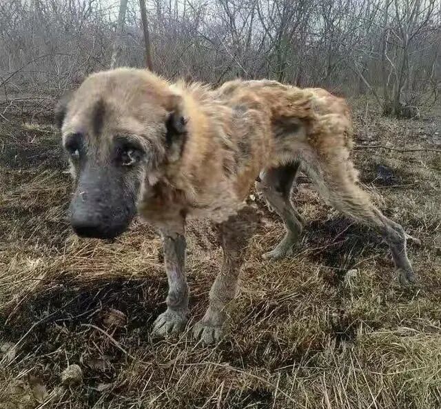 一只繁殖犬的悲哀一生 生育到子宫脱落体外 谁来拯救它 全网搜