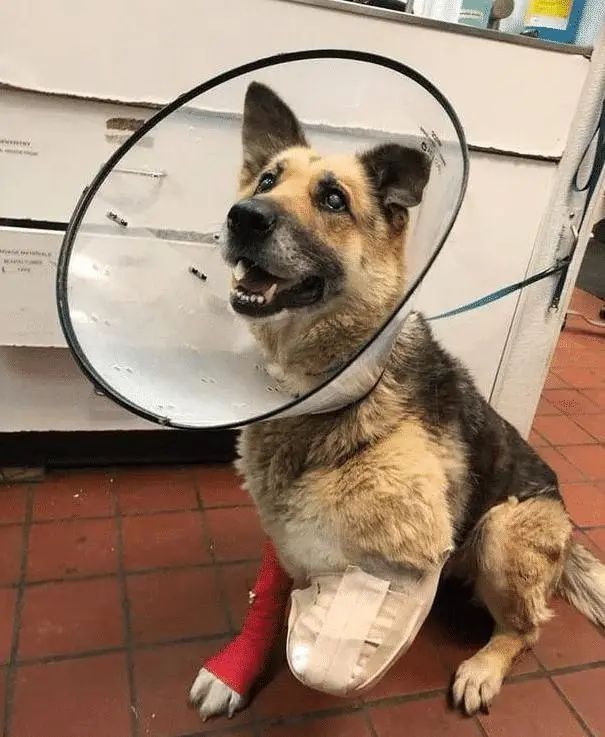 狗狗被主人锁住遗弃 无吃喝之物 为活命忍疼将自己前腿啃食 全网搜