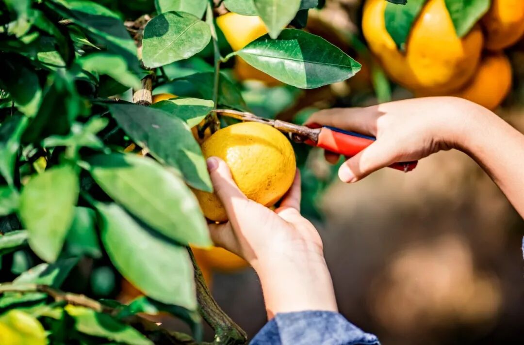 恒港仪器水果色差测量