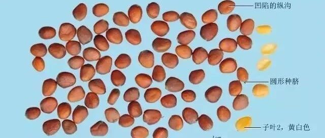 每天最少学一味中药-莱菔子