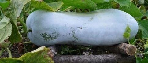 “冬瓜”用英语怎么说？