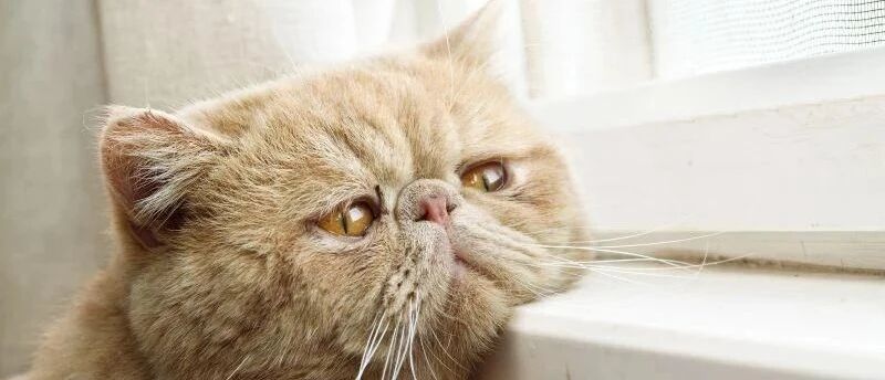 "I love cat"竟不是“我喜欢猫”，说出来吓死歪果仁！