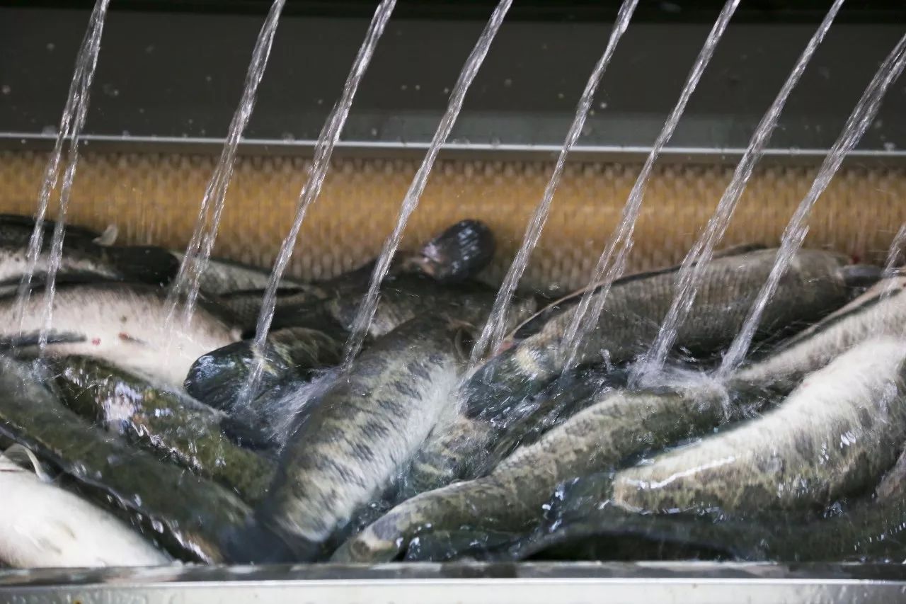 前期,由于生鱼养殖大多还是处于个体小农生产状态,分散的个体渔农因