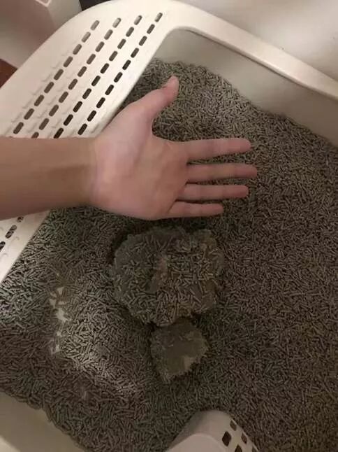 猫尿团过大？小心糖尿病- 喵星人文化 微信公众号文章阅读- WeMP