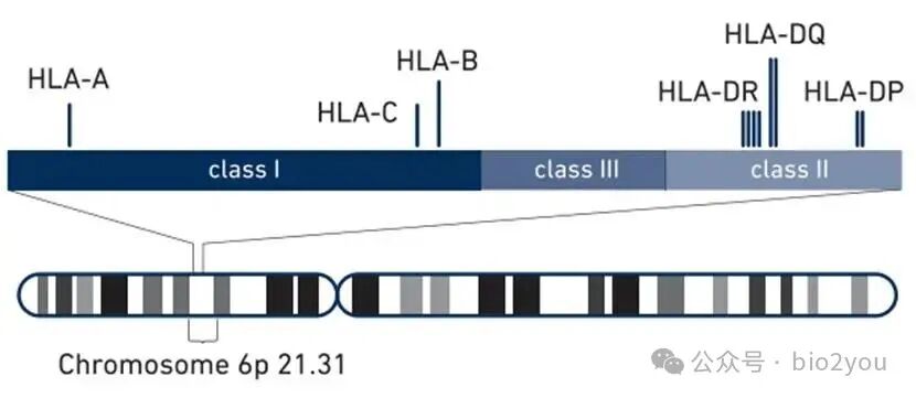 HLA region diagram