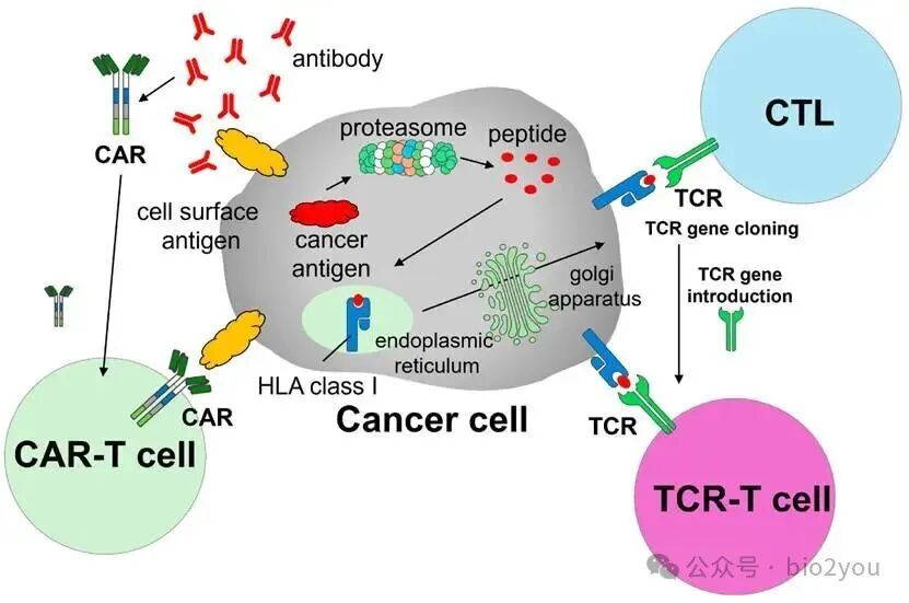 Next-Generation CAR-T and TCR-T Cell Therapies for Solid Tumors: Innovations, Challenges, and Global Development Trends