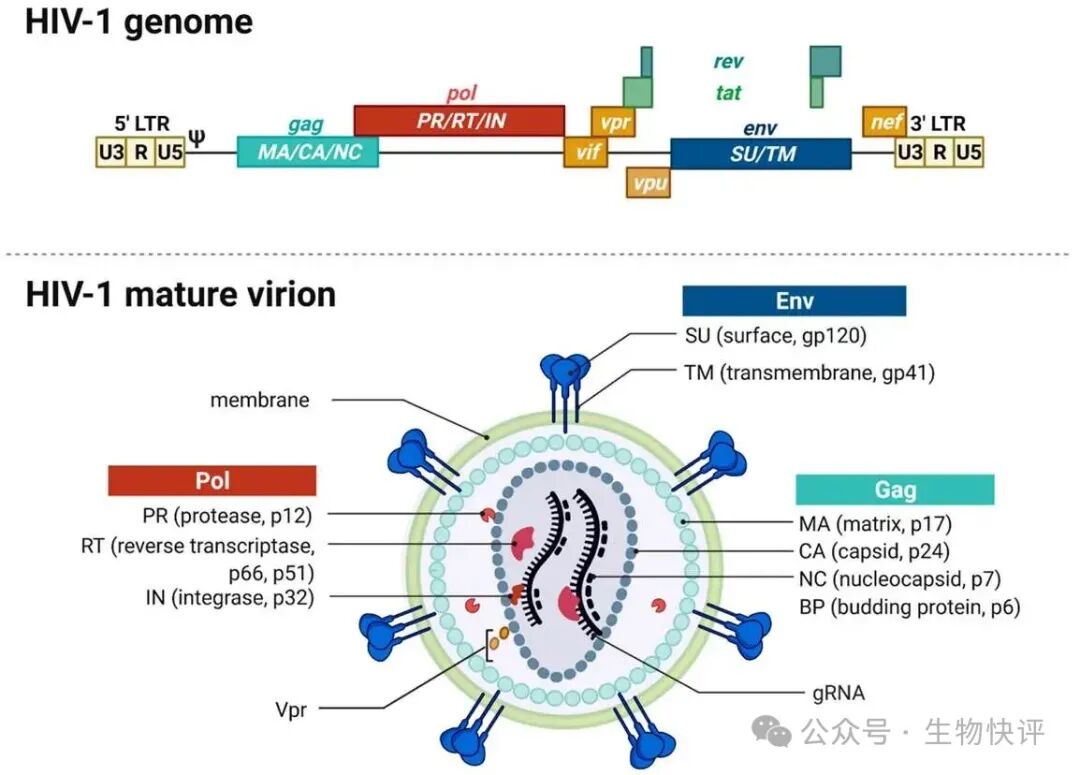 慢病毒原理、二代与三代差异及In vivo CAR-T 应用全解析（含HIV 病毒机制）