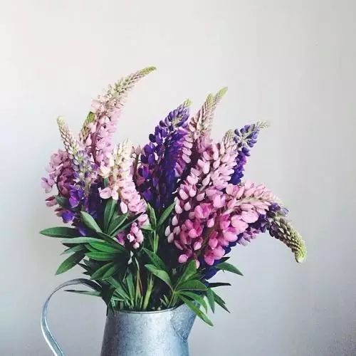 一个月不浇水，照样养出艳丽鲜花，不看就亏大了！