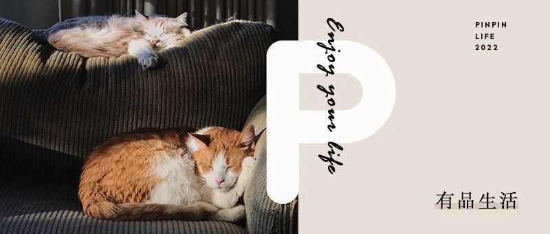 年轻人养猫花的钱，都够生个二胎了