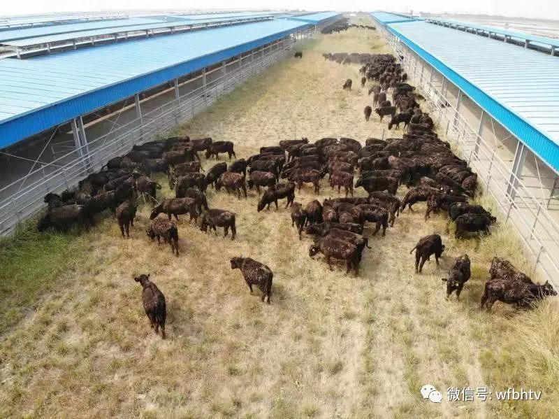 胜伟集团与合作伙伴雅拉集团 从澳大利亚引进的首批种牛抵达山东滨海