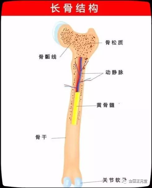 运动系统 剖析人体骨组织 轻松解决骨科疾病 金匮正元堂 微信公众号文章阅读 Wemp