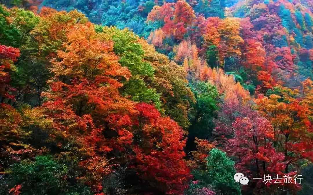 四川最美的15個紅葉區，一到秋天就燃成一片片紅海！ 旅行 第14張