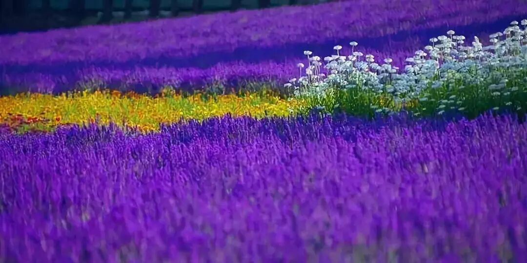 夏天的北海道是彩色的 有谁去过 北海新闻