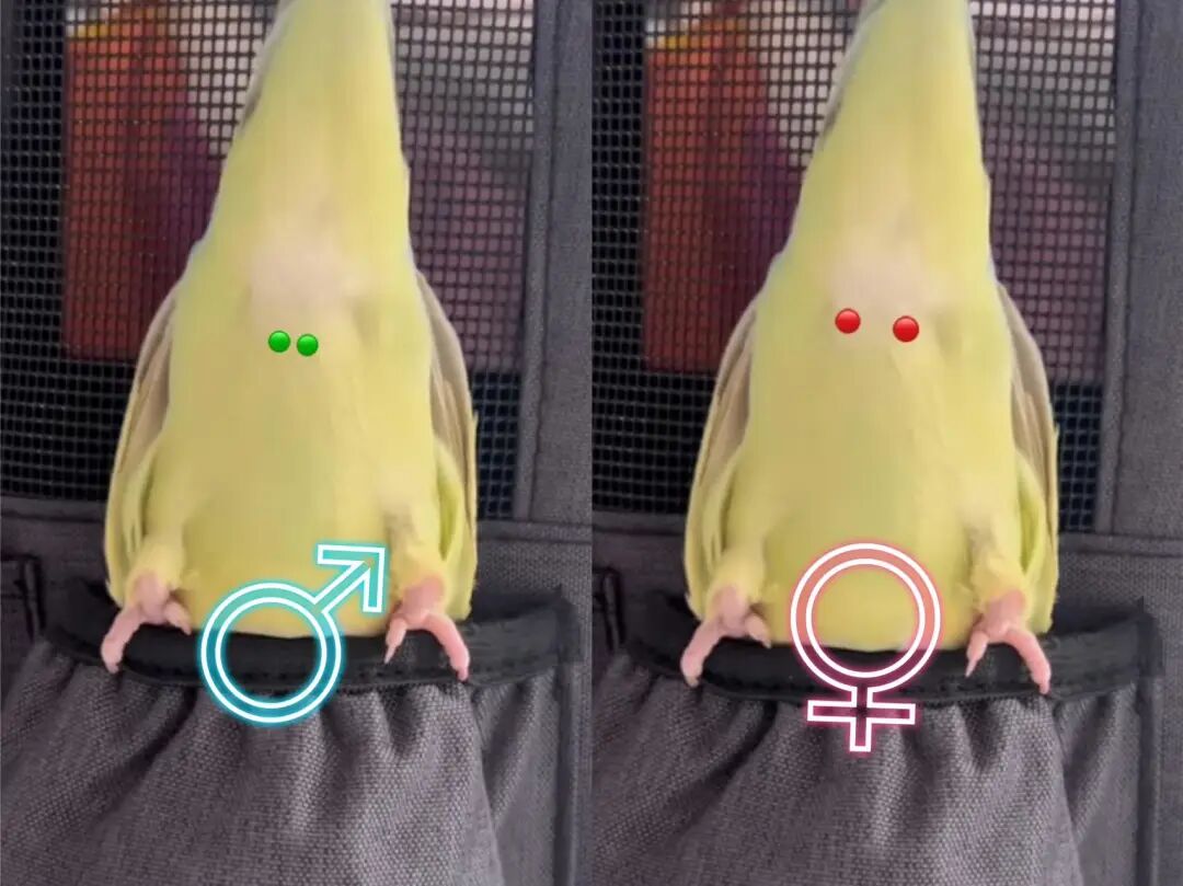 我的鹦鹉是男生女生鹦鹉性别判断非常详细