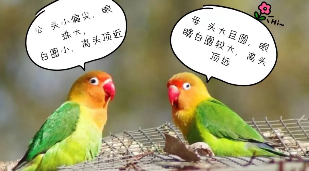 我的鹦鹉是男生,女生?鹦鹉性别判断,非常详细!