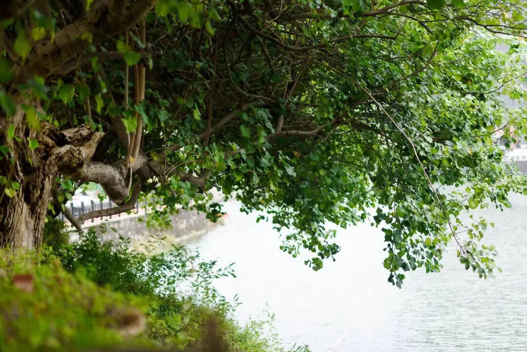 天河金湖花园加推143m²的5房，总价约800万！