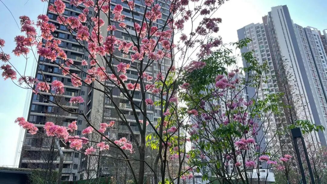 黄埔网红盘万科城市之光，卖4.5万/㎡？